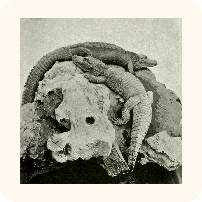 alligator