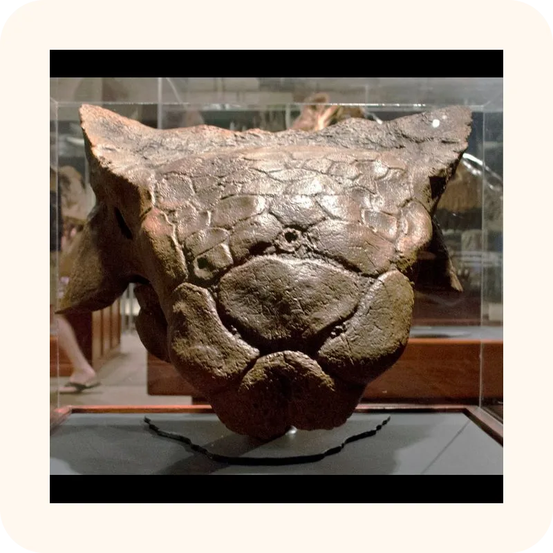 ankylosaurus