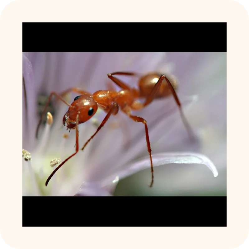 ant