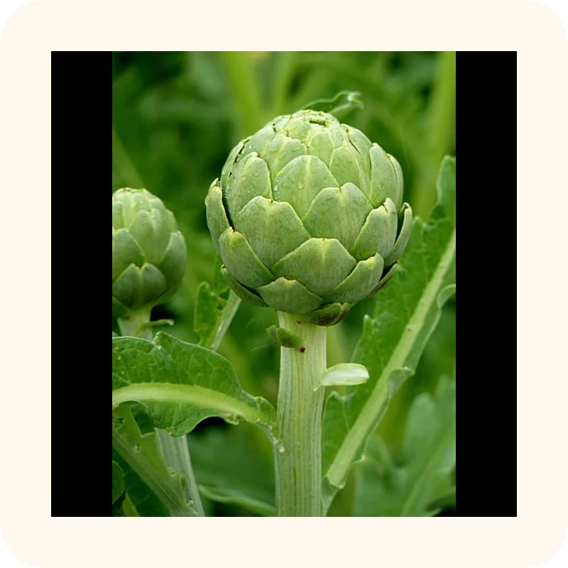 artichoke