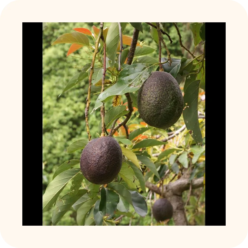 avocado