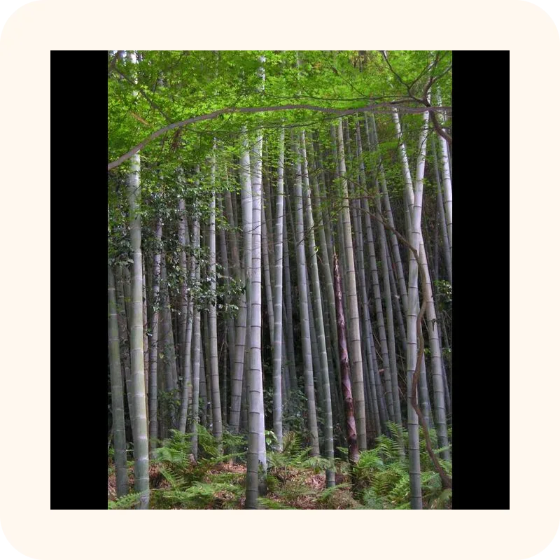 bamboo