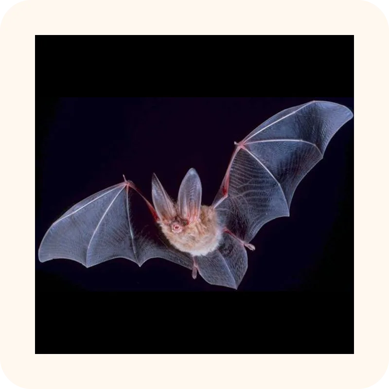 bat