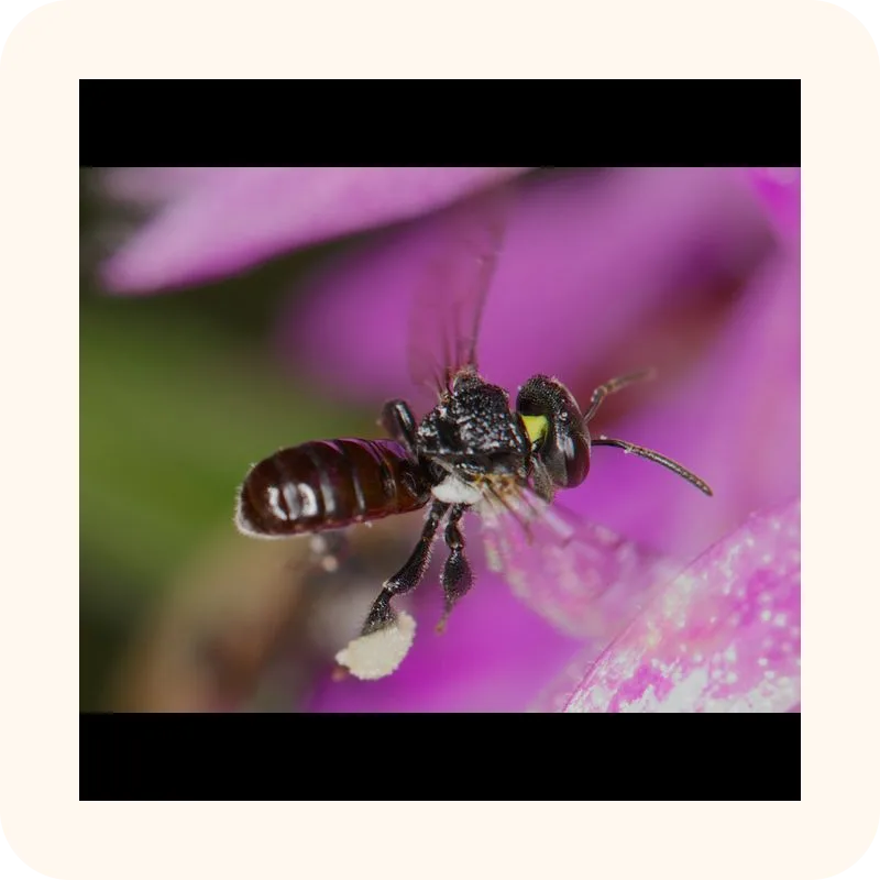 bee