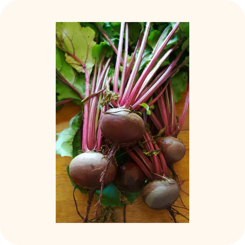 beet