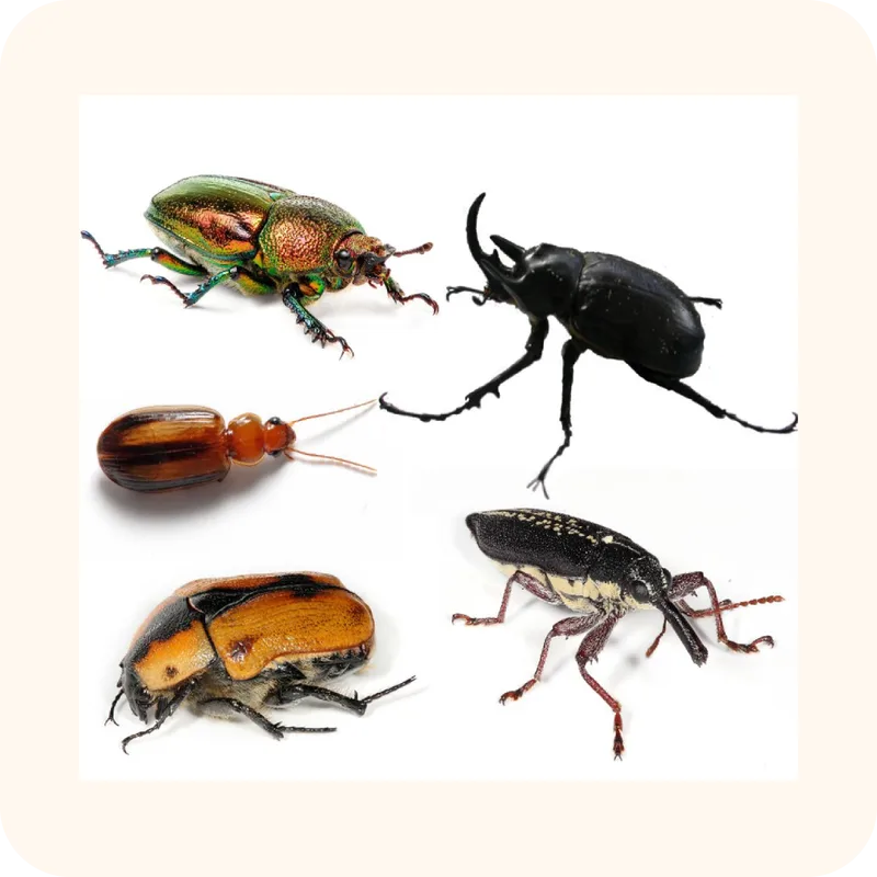 beetle