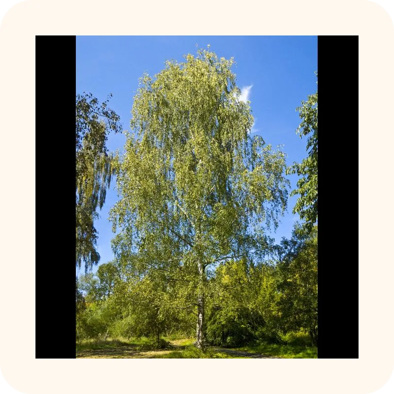 birch