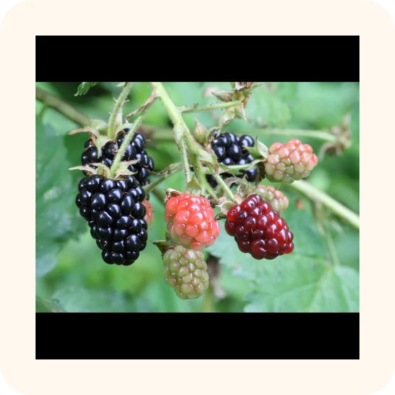 blackberry