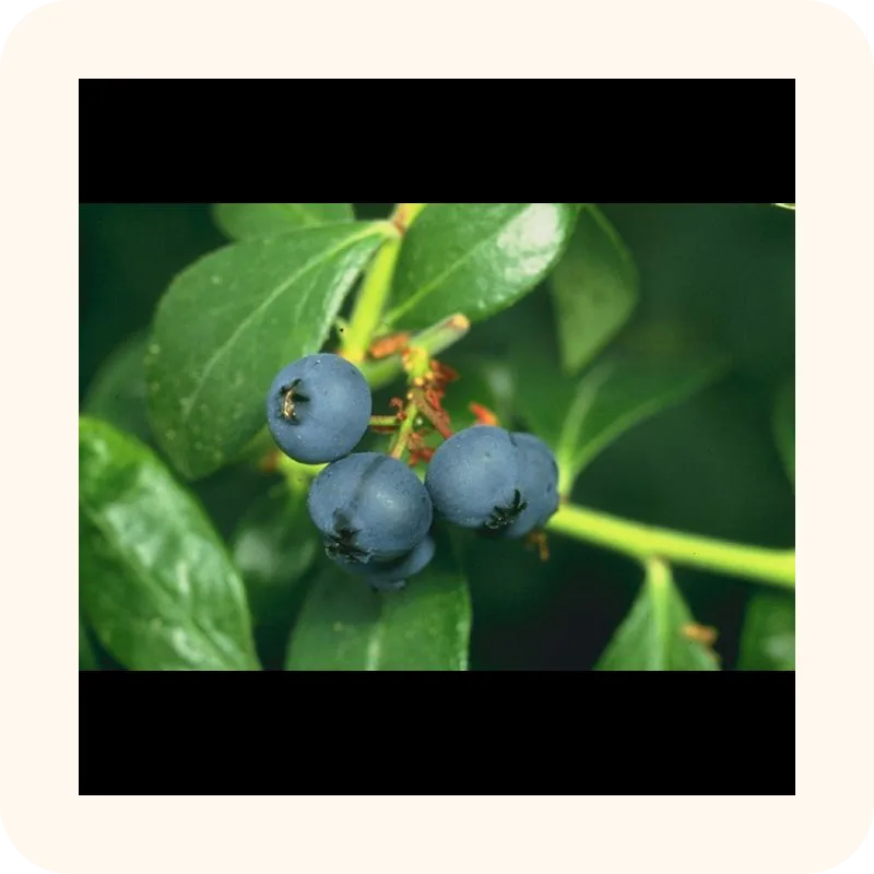 blueberry