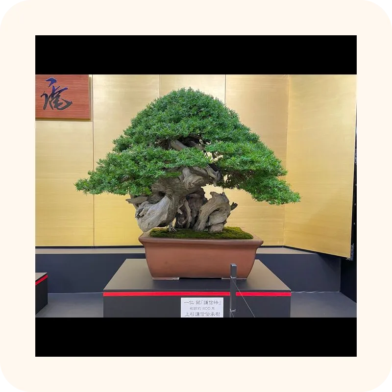 bonsai
