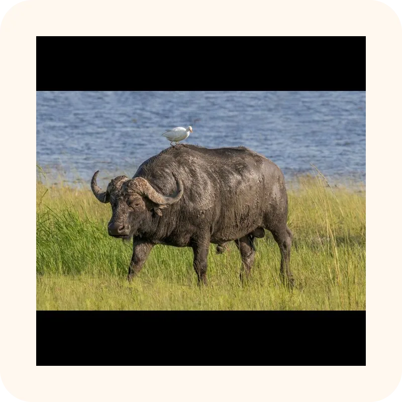 buffalo