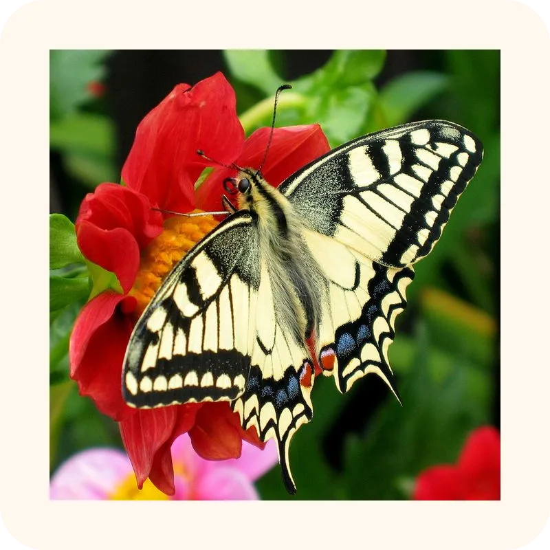 butterfly