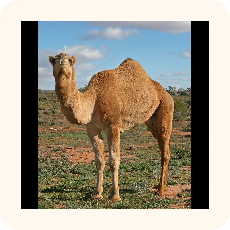 camel