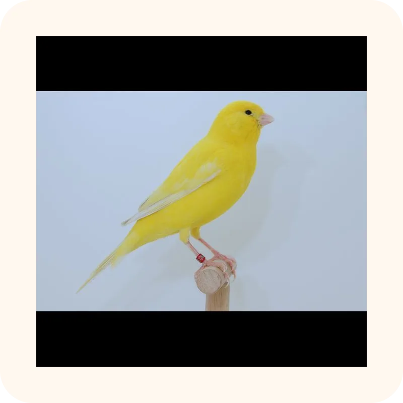 canary