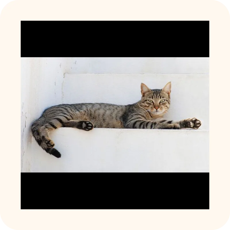 cat