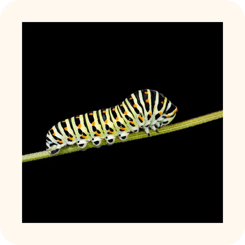 caterpillar