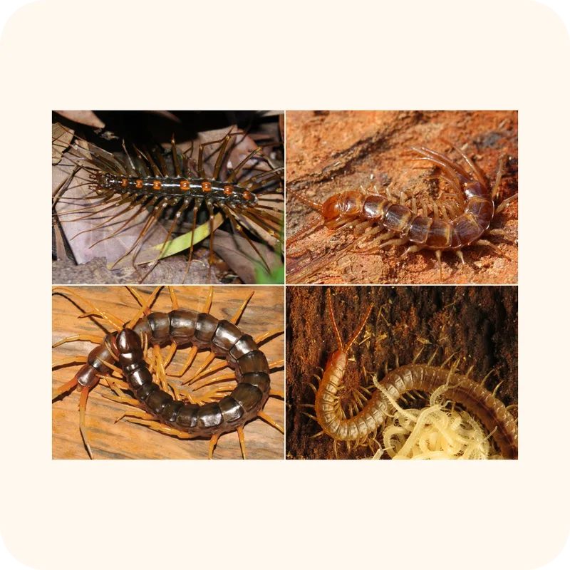 centipede