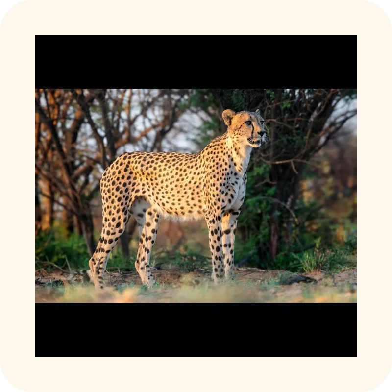 cheetah