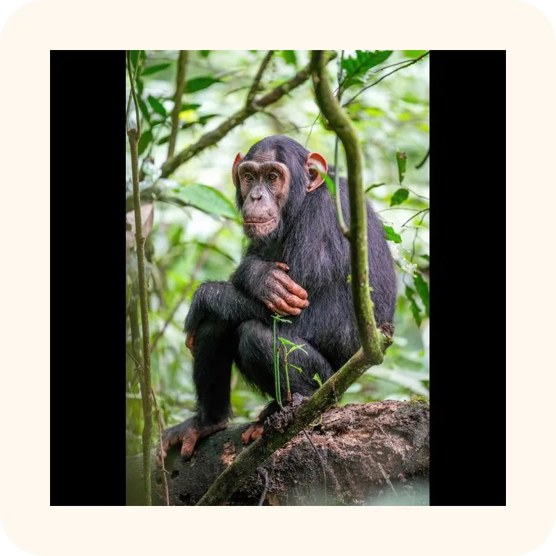 chimpanzee