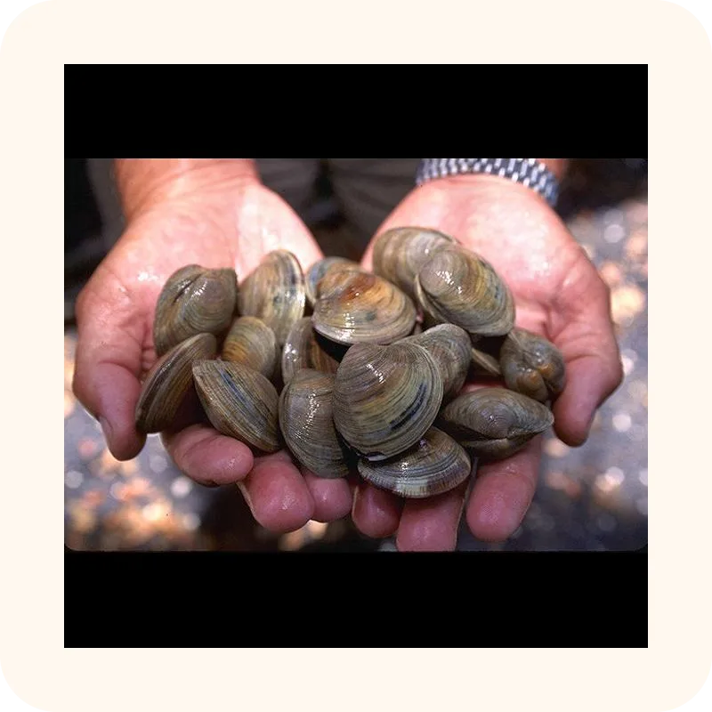 clam