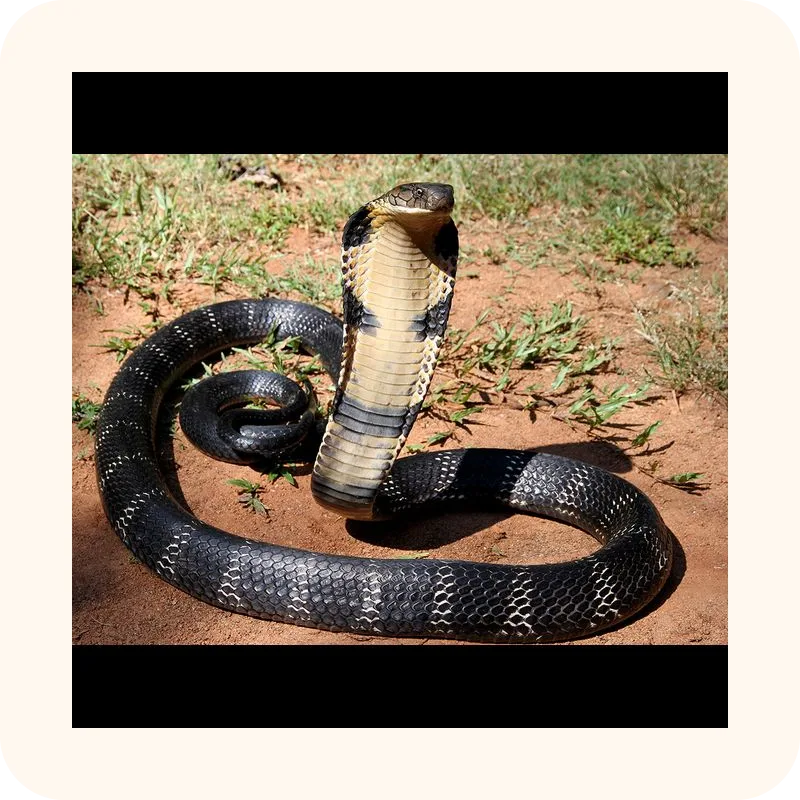 cobra