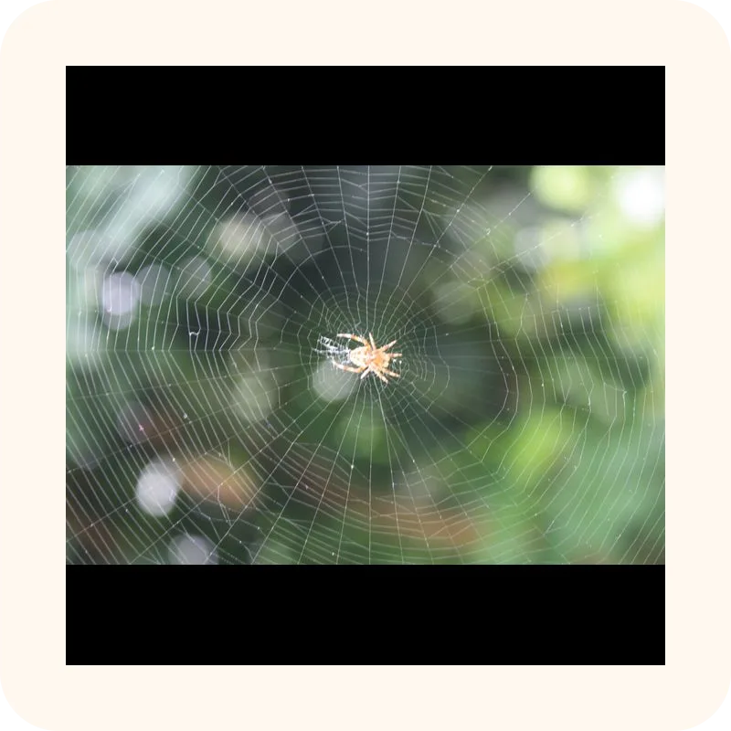 cobweb