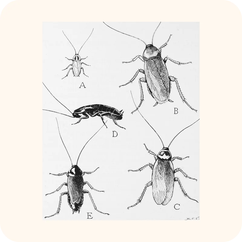 cockroach