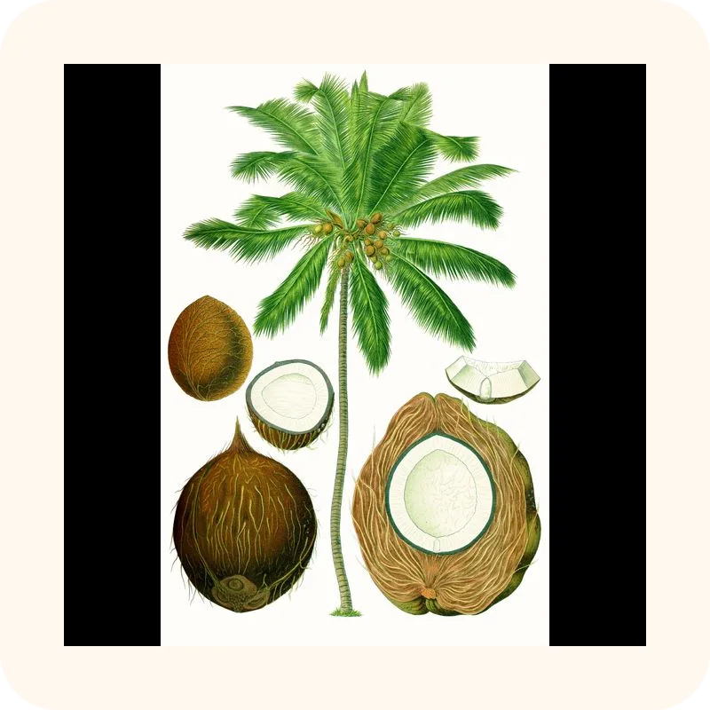 coconut