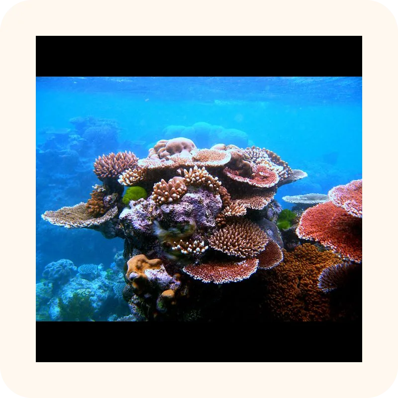 coral