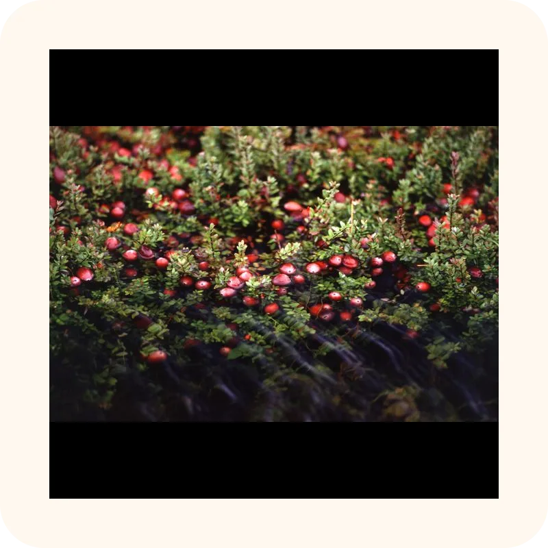 cranberry