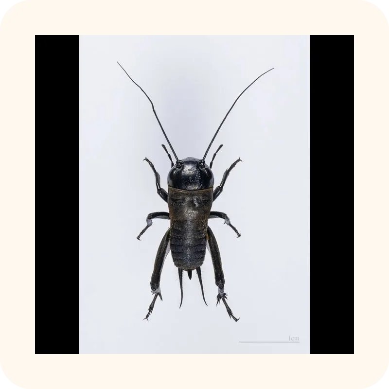 cricket