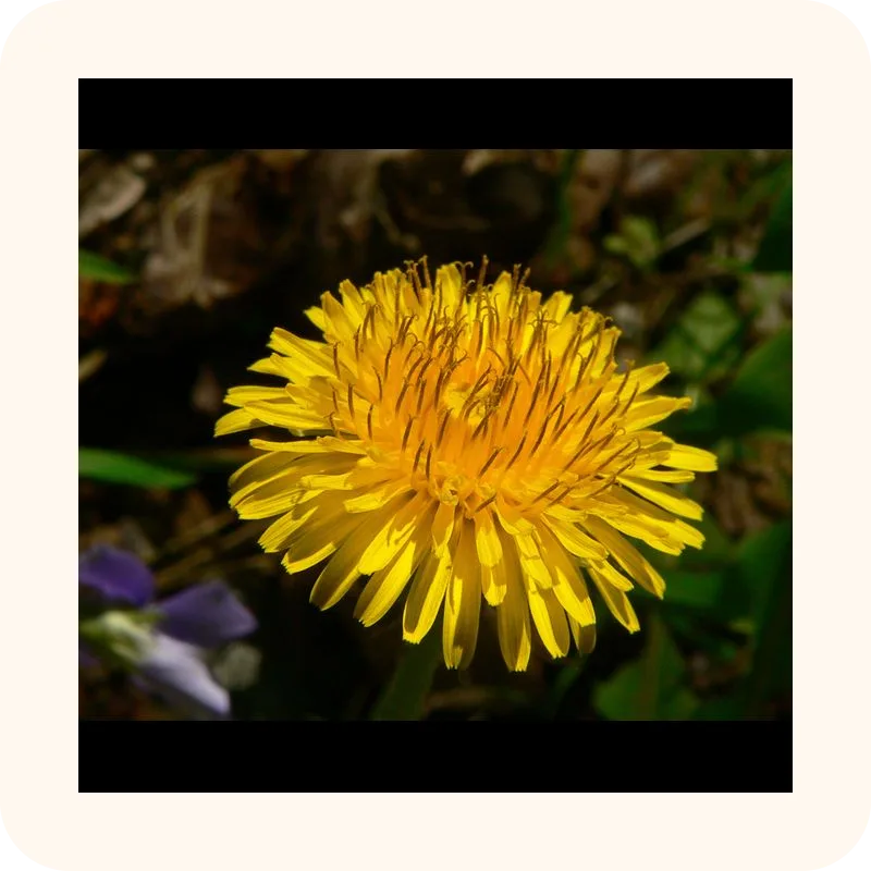 dandelion