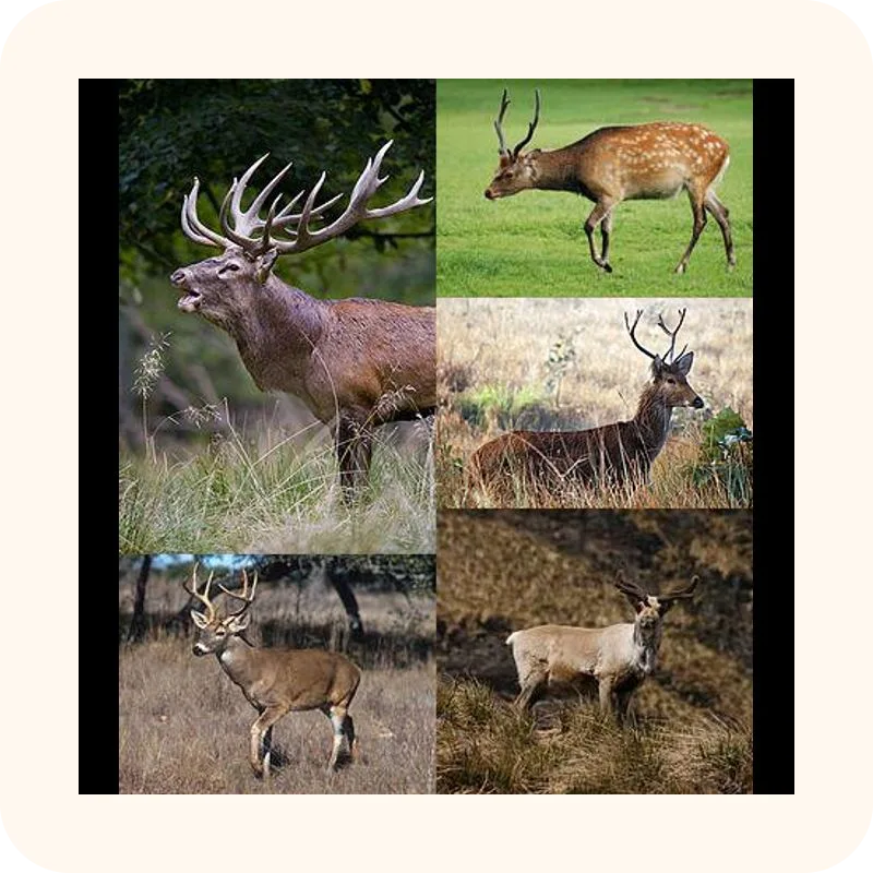 deer