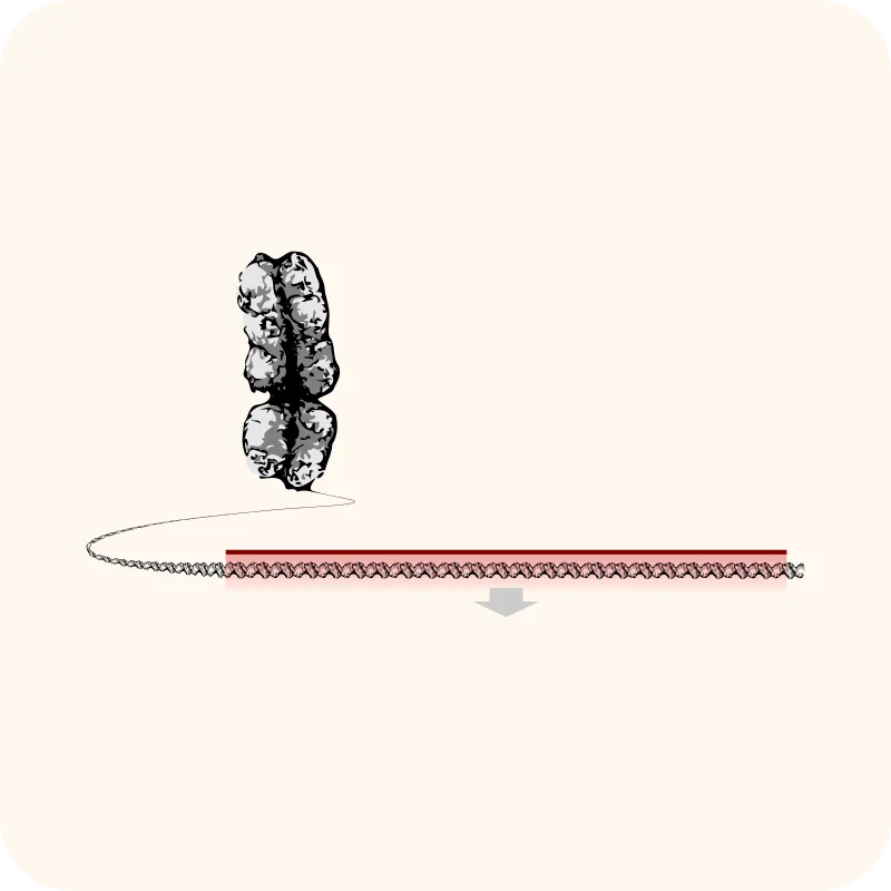 DNA