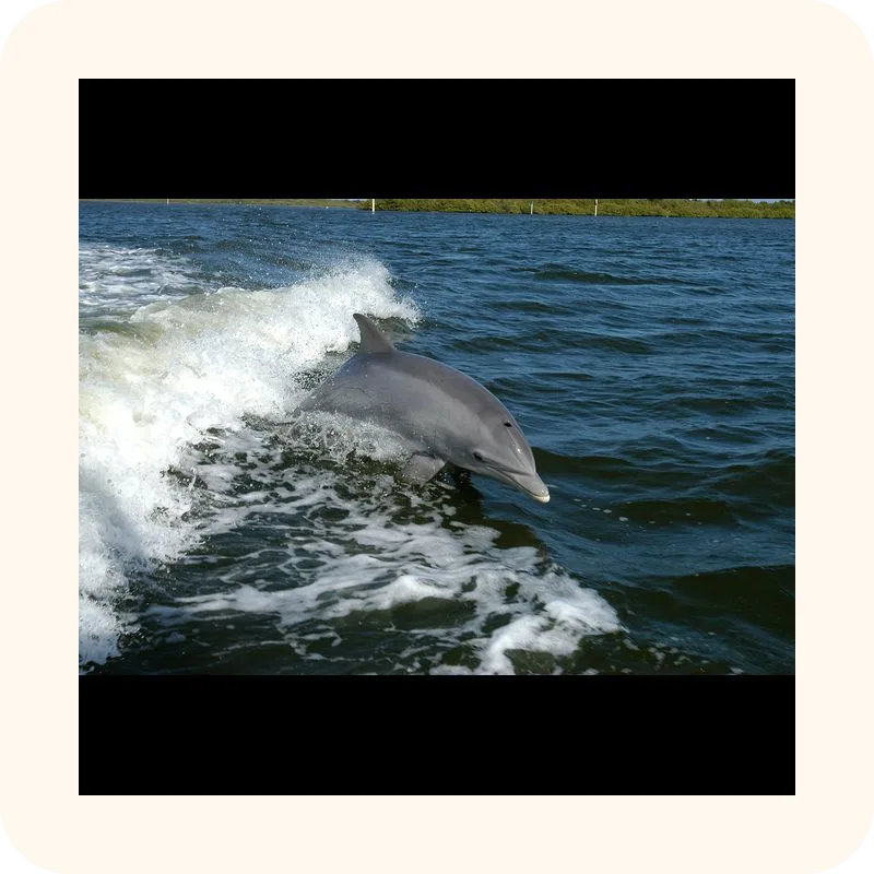 dolphin