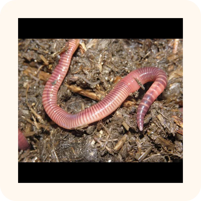 worm