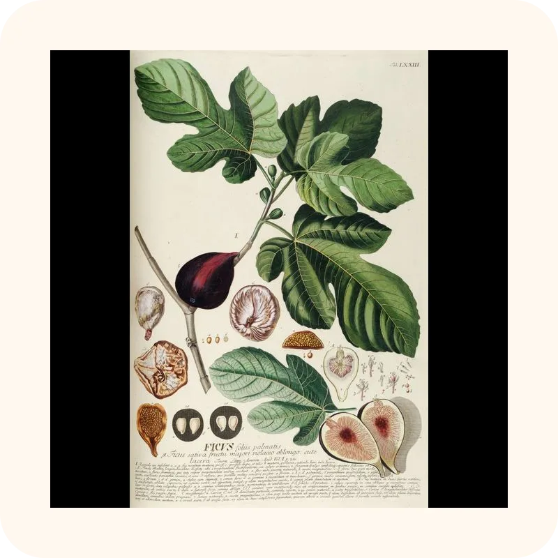 fig