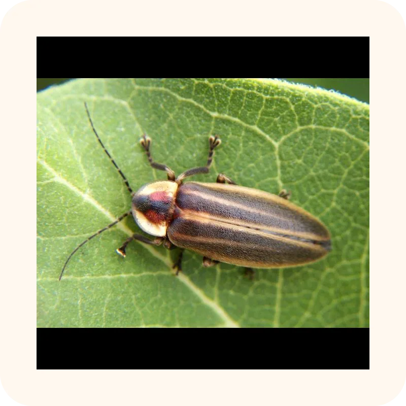 firefly