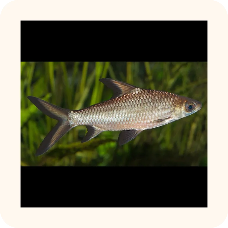 fish
