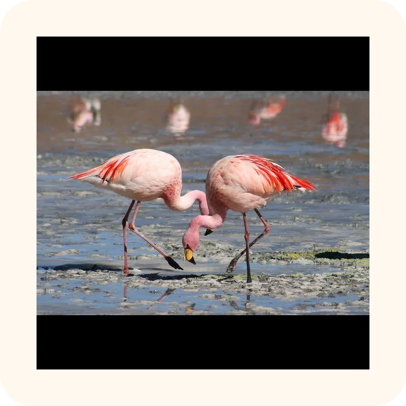 flamingo