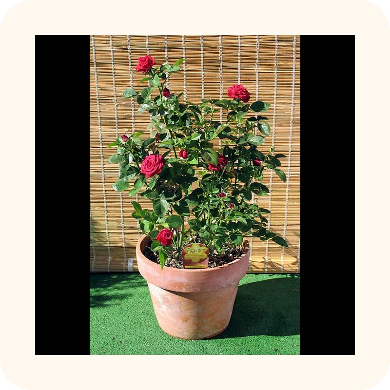 flowerpot