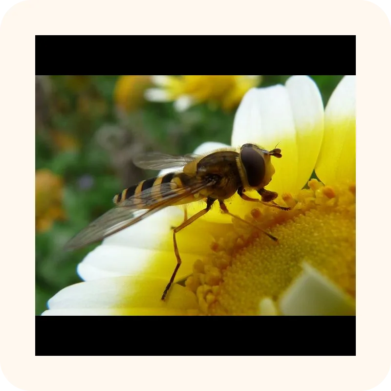 fly