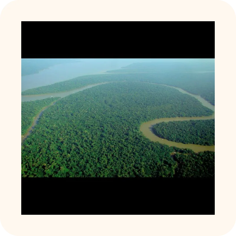 forest