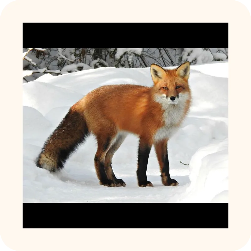 fox