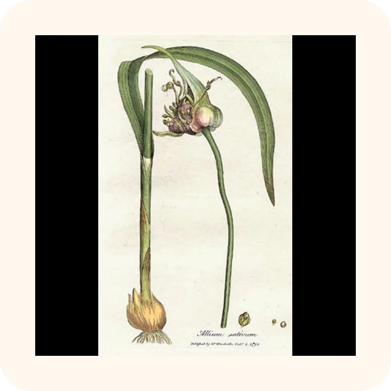 garlic