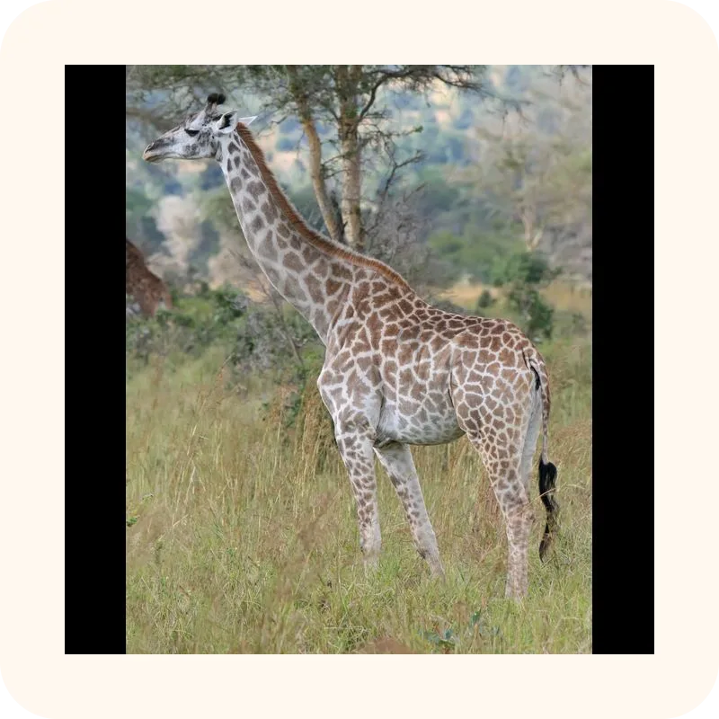giraffe