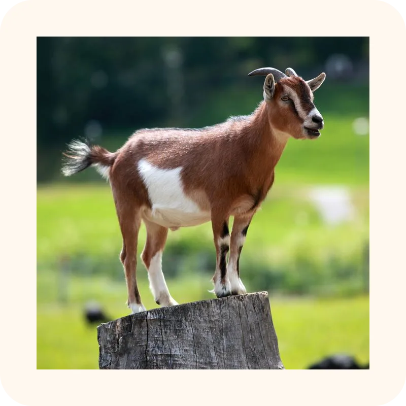 goat