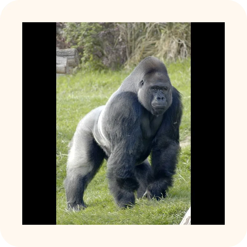gorilla