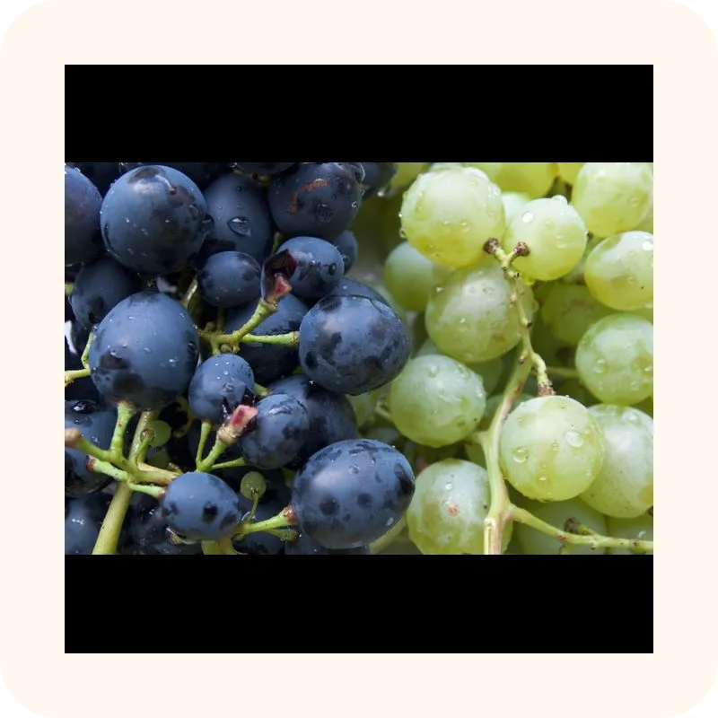 grape