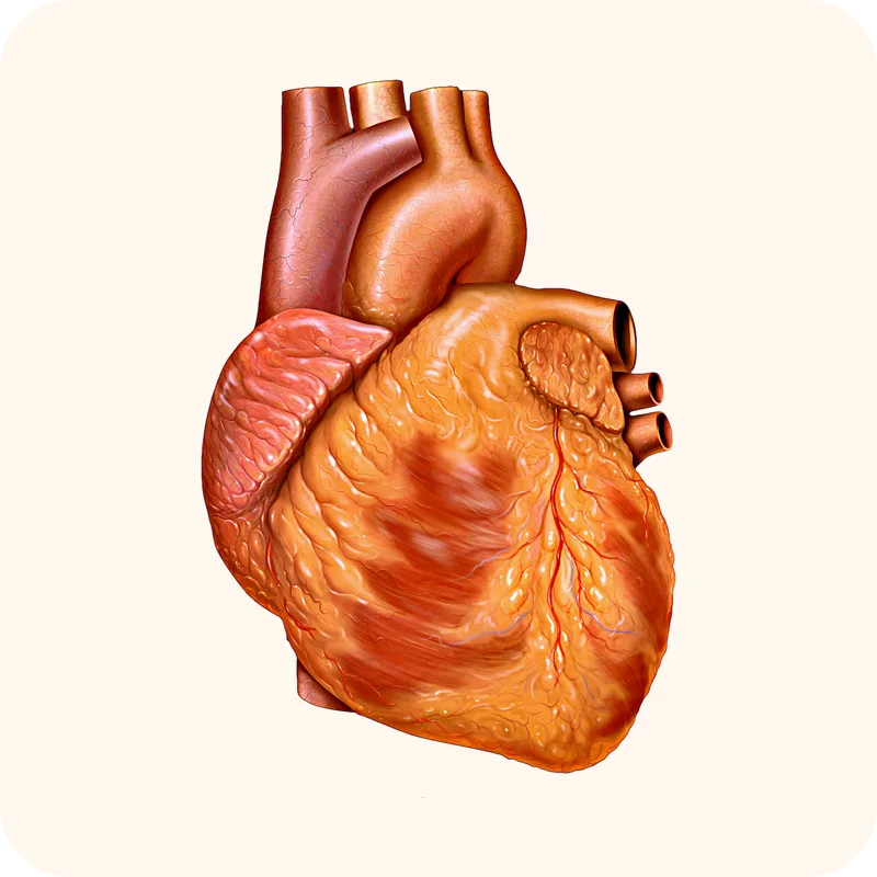heart